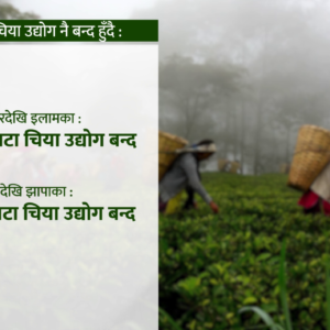 चिया उद्योगमा लागेको भारतीय ‘ताला’ र सिंहदरबारको आश्चर्यजनक ‘मौनता’