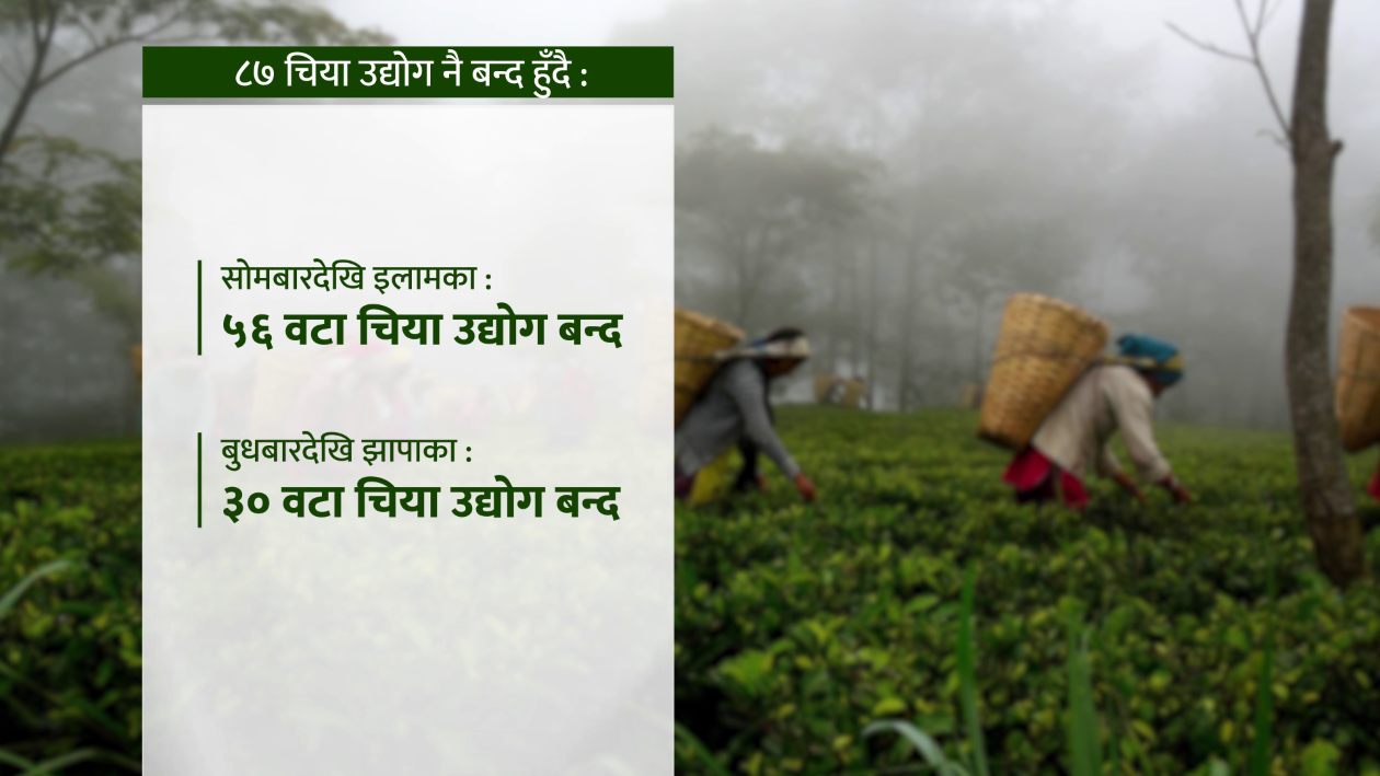 चिया उद्योगमा लागेको भारतीय ‘ताला’ र सिंहदरबारको आश्चर्यजनक ‘मौनता’